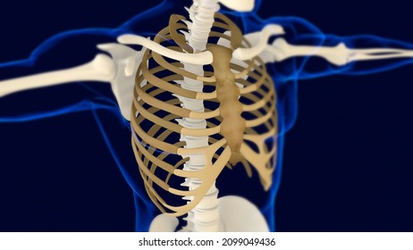 Rib Cage Human Skeleton Anatomy 3d Stock Illustration 2099049436