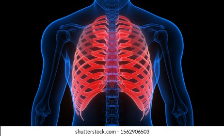 1,958 Lower Rib Cage Images, Stock Photos & Vectors | Shutterstock