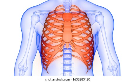 Muscles Chest Thorax Brisket Breast Bust Stock Vector (Royalty Free ...