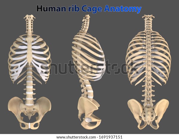 Rib cage\
or thoracic cage is the arrangement of ribs attached to the\
vertebral column and sternum in the thorax of most vertebrates,\
that encloses and protects the heart and\
lungs.
