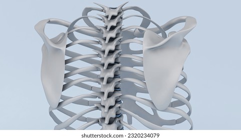 'Rib Cage Wire Render' is a high quality 3D illustration image to add more details and realism to your projects.