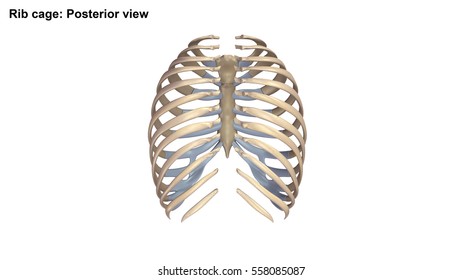 32,983 Skeleton chest Images, Stock Photos & Vectors | Shutterstock