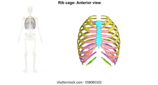 555 Skull spine ribcage Images, Stock Photos & Vectors | Shutterstock