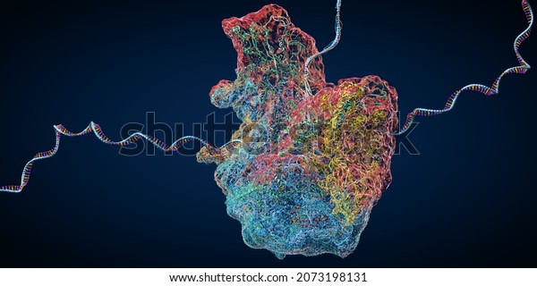 Ribosome as part of an biological cell\
constructing messenger rna molecules - 3d\
illustration