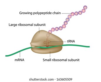 Ribosome And Translation