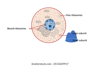 Ribosomes are tiny structures found in all types of cells. They are concerned with protein synthesis. Ribosomes are either free or bound to endoplasmic reticulum and outer surface of nuclear membrane