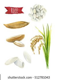 Rice Hand-painted Watercolor Illustration Set