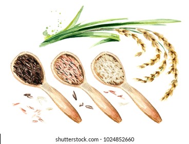 Rice plant and wooden scoops with different rice types, top view. Watercolor hand drawn illustration, isolated on white background