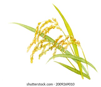 Rice stalk painted in watercolor