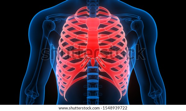 Rig Cage Human Skeleton System Anatomy Stock Illustration 1548939722