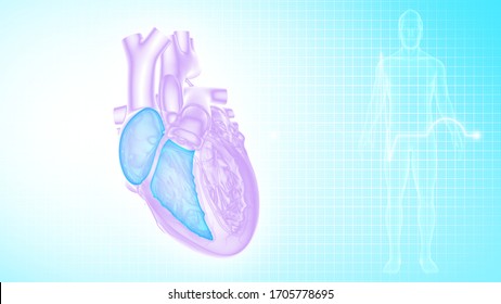 Right Atrium And Right Ventricle Of The Human Heart 3d Illustration