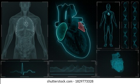 Right Atrium And Ventricle Of Human Heart 3d Illustration 