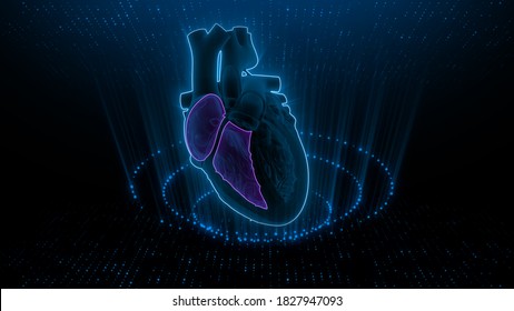 Right Atrium And Right Ventricular Of Human Heart 3d Illustration