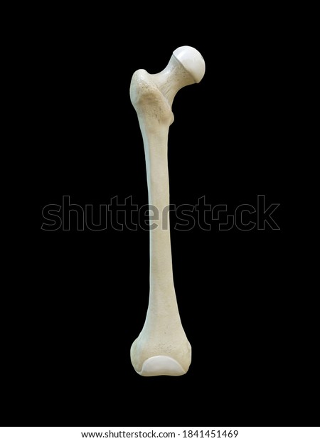 Right human femur bone, Anterior view, black\
background, 3d\
rendering
