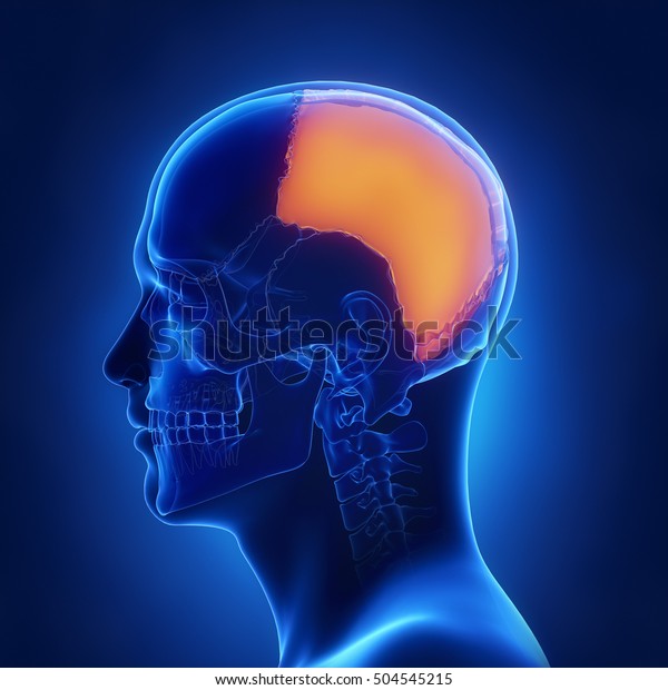 Right Parietal Bone Os Parietale Lateral View 3d Illustration 2109