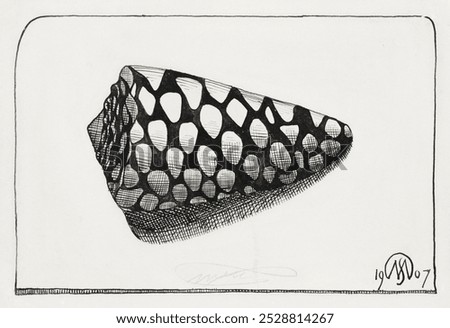 Right side of shell (Schelp, naar rechts) (1907) print in high resolution by Samuel Jessurun de Mesquita. Vintage Right side of shell art woodcut, Samuel Jessurun de Mesquita's shell woodcut print.