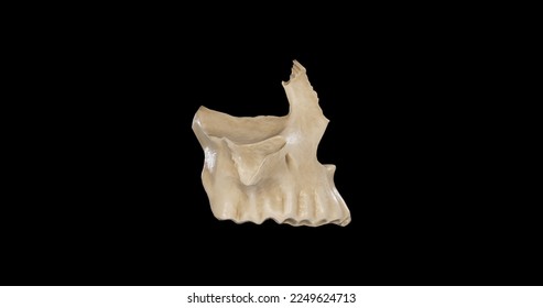 Right view of Right Maxilla.3d rendering