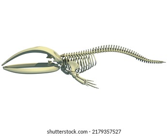 Right Whale Skeleton 3D rendering on white background