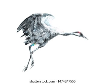 Crane flight against a red background watercolor picture