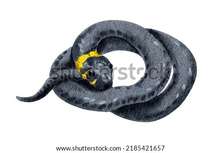 Ringed grass snake. Serpent reptilian animal. Watercolor realistic illustration
