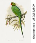 Ring-Necked or Bengal Parakeet vintage drawing by Alexander Francis Lydon. Vintage parrot bird drawing illustration, old painting art print. Old bird drawing artwork. Vintage parrot bird illustration