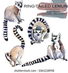 Ring-tailed Lemur Hand Drawn Watercolor Illustration Set