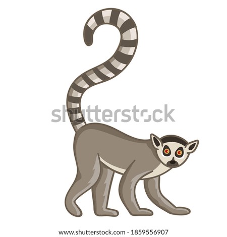 Similar – Image, Stock Photo Portrait of a ring-tailed lemur (Lemur catta)