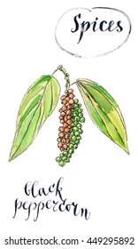 Ripe Black Peppercorn On A Branch, Hand Drawn - Watercolor Illustration