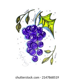 Ripe, Purple Grapes, A Bunch. Drawing With Markers. Garden And Vegetable Garden. The Food Is Fruity. Healthy Sweetness. Autumn And Summer Harvest. A Bunch Of Grapes With Leaves. Inscriptions