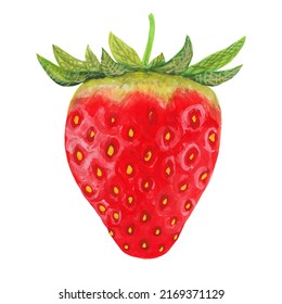 Ripe Red Strawberry With Pedicel - Hand Drawn Illustration Isolated On White Background