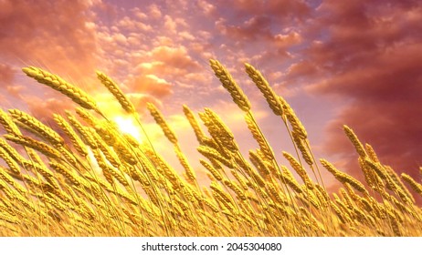 ripe rye or wheat spikelets field at cute sundown background , cg nature 3D illustration