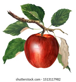 Ripe sweet red apple with leaves on a branch isolated, juicy fruit, healthy food, hand drawn watercolor illustration on white