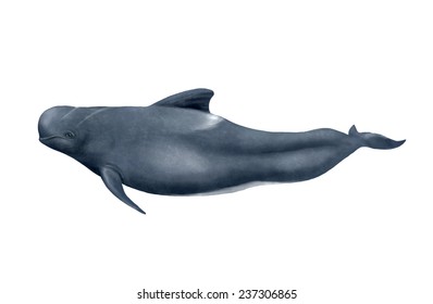 Risso's Dolphin