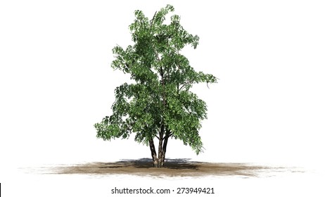 River Birch Tree - Isolated On White Background