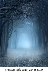 Road in the blue foggy forest