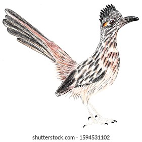 Road Runner. Greater roadrunner. Geococcyx californianus. Bird illustration.