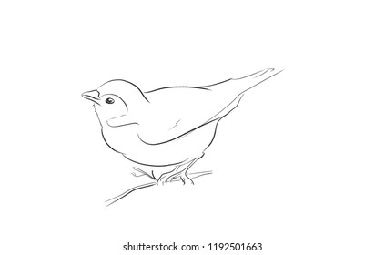 Robin Bird Illustration
