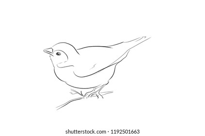 Robin Drawing Images Stock Photos Vectors Shutterstock