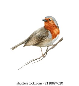 Robin bird on the tree branch. Watercolor realistic illustration. Hand drawn close up small garden avian. Beautiful song bird single image. Tiny robin realistic image. White background