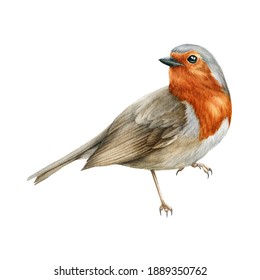 Robin bird watercolor illustration. Beautiful song bird single side image. Hand drawn close up small garden avian. Bright forest animal. Tiny robin realistic illustration element on white background.