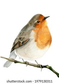 Robin Bird Watercolor Bird With White Background