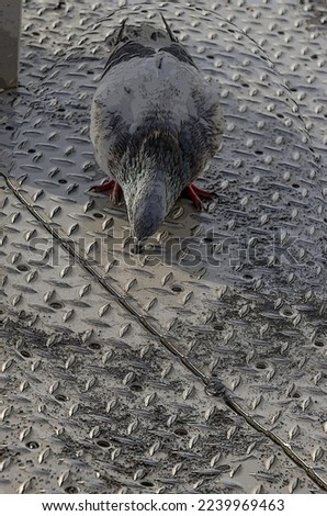 Similar – Image, Stock Photo dark duck Animal 1 Black