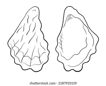 Rock Oyster Shell, Saccostrea Glomerata (scientific Name), Family Ostreidae, Tio Reperepe (Maori Name), Found In New Zealand And Australia