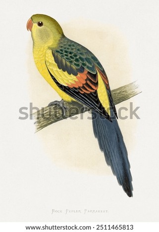 Rock Pepler Parrakeet (Polytelis anthopeplus) colored wood-engraved plate by Alexander Francis Lydon. Digitally enhanced from our own 1884 edition plates of Parrots in Captivity.
