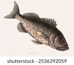 Rockfish from The natural history of Carolina, Florida, and the Bahama Islands (1754) by Mark Catesby (1683-1749). Vintage fish illustration, art drawing, old marine life illustration, fish art print.