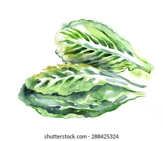 Romaine Lettuce. Watercolor Illustration On White Background.