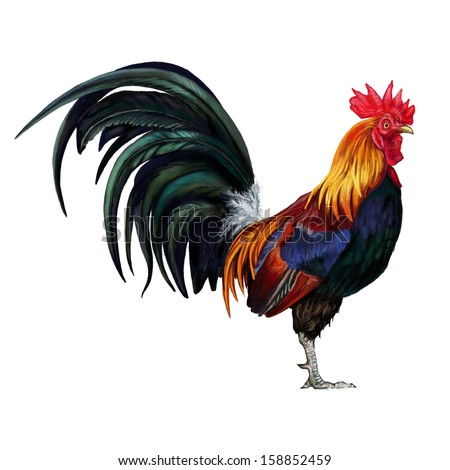 cock pic