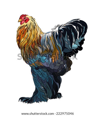 rooster kind ( Gallus gallus domesticus ) Stock photo © 