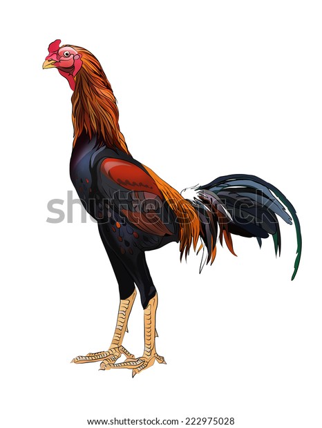 Rooster Kind Gallus Gallus Domesticus Stock Illustration 222975028 ...