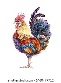 Shade Chicken Photographs, Inventory Photographs Vectors Shutterstock photograph relating to Free Printable Pictures of Roosters identify Colour Chicken Photographs, Inventory Pictures Vectors Shutterstock